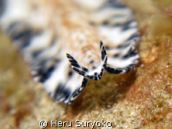 flatworm's face by Heru Suryoko 